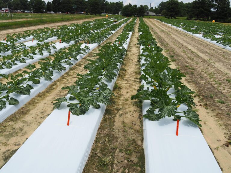 squash plants