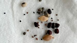 seeds