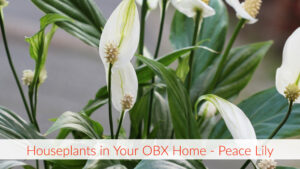 Cover photo for Houseplant in Your OBX Home - Peace Lilly