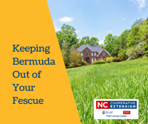 How to Kill Bermuda Grass In Your Lawn