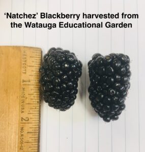Cover photo for Watauga County Will Hold Fruit Plant Sale Beginning Feb. 1, 2021