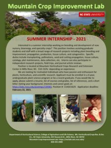 Summer internship flyer