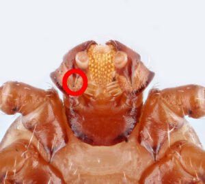 tick