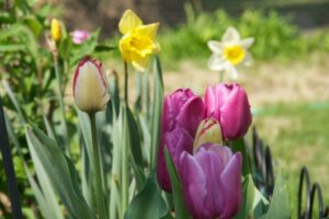 tulips and daffodils