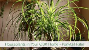 Cover photo for Houseplants in Your OBX Home - Ponytail Palm