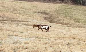 Cover photo for Improving Pastures by Overseeding (Frost Seeding)