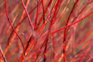 red bark