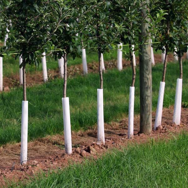 Winter fruit tree care n c cooperative extension