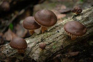 Photo of shiitake mushrooms growing on a log