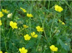 Cover photo for Controlling Buttercup in Pastures