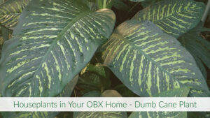 Cover photo for Houseplants in Your OBX Home - Dumb Cane
