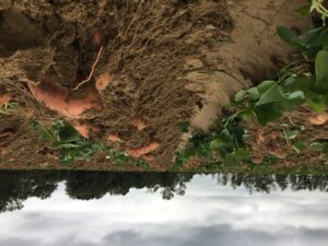 Cover photo for Sweet Potato Production Meeting Recordings