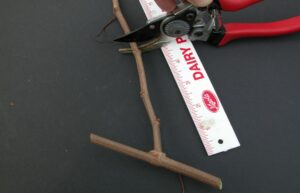 Buds when Pruning Muscadine Grapes