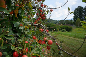 Cover photo for Apple Pruning Workshop