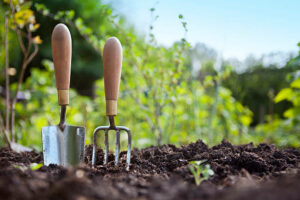 Wooden handled stainless steel garden hand trowel and hand fork tools standing in a vegetable garden border with green foliage behind with a blue sky.