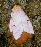Photo of an adult female gypsy moth.