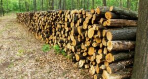 Cover photo for 2021 Forestry Meeting Recordings