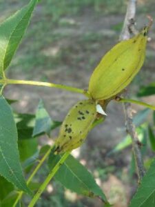 Cover photo for 2021 Pecan Meeting