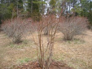 Cover photo for Blueberry Pruning (Not Eating) Season Is NOW!