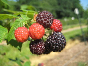 blackberry cluster