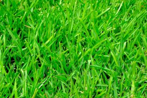 grass-375586_1920 image by Pixabay