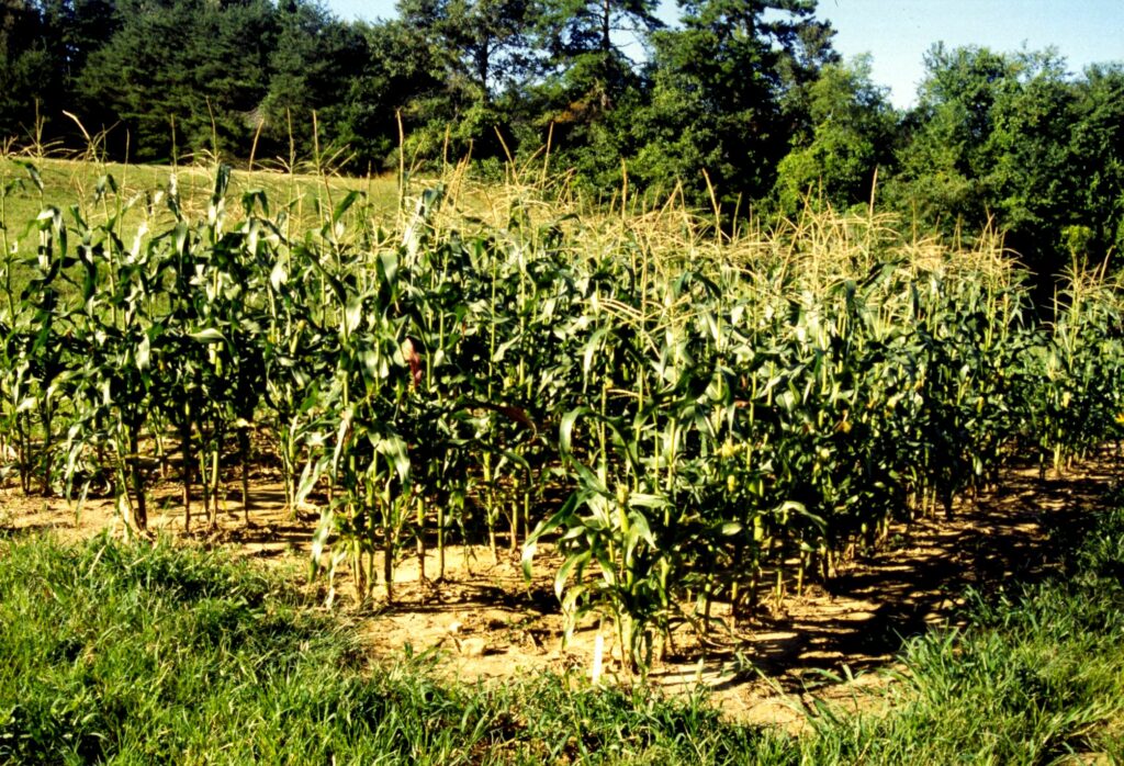 sweet-corn-bird-damage-help-with-the-research-nc-state-extension