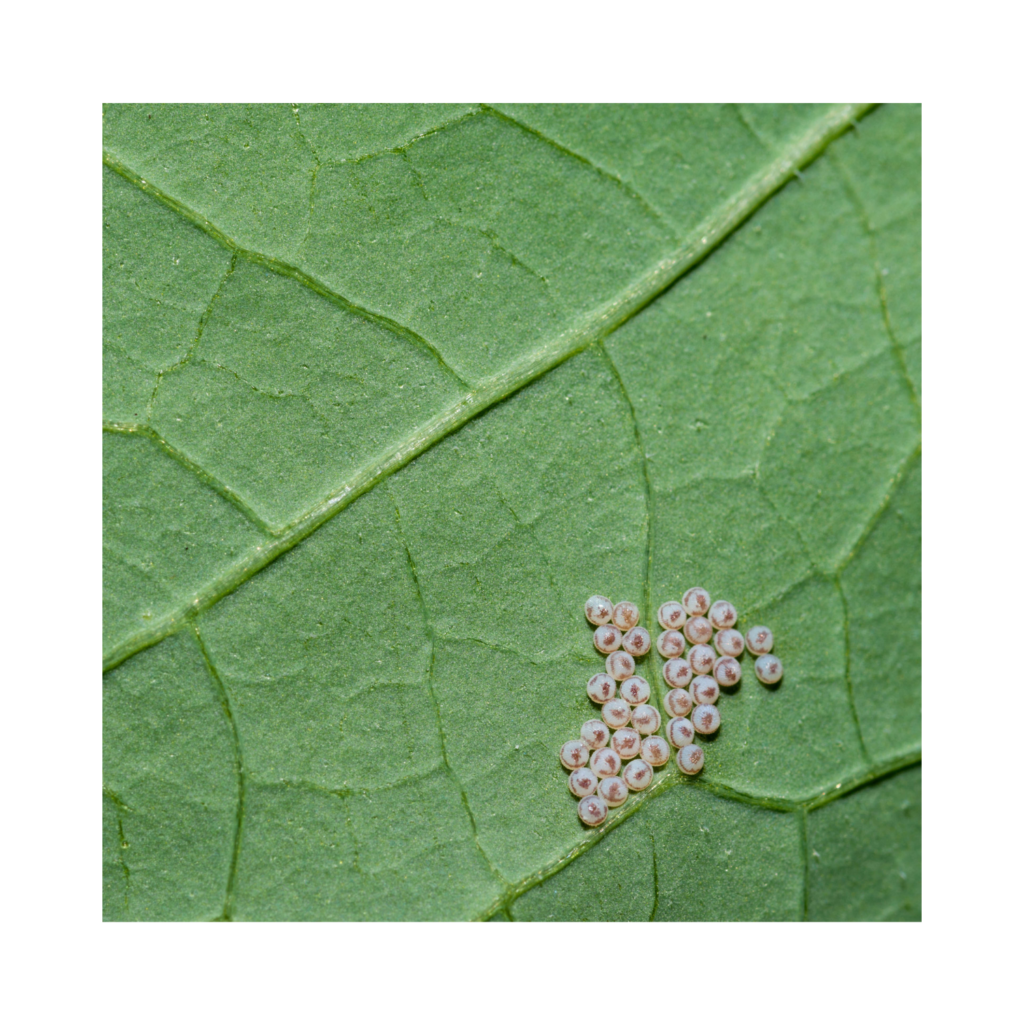You’re Not the Only One Who Loves Cabbage N.C. Cooperative Extension