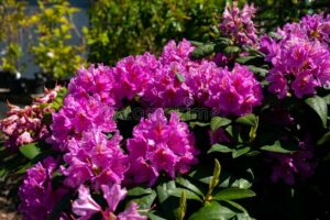 purple flowers