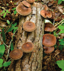 Cover photo for Shiitake Mushroom Workshop