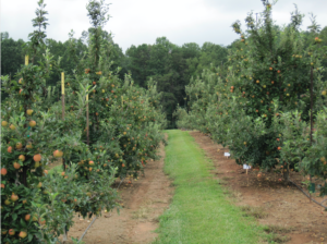 fruit tree