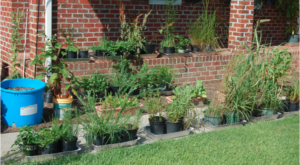 Plants