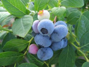 Cover photo for Growing Blueberries in the Home Garden