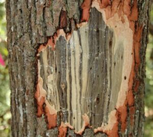 Damage due to laurel wilt disease on tree