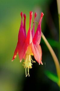 Cover photo for Columbines, Gems in the Landscape