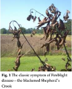 Cover photo for Be Forewarned About Fire Blight on Apple and Pear Trees
