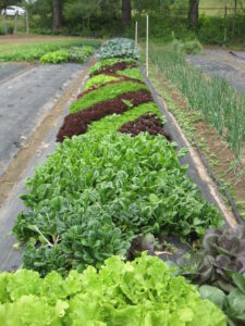 Organic Greens