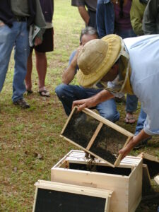 Beekeeper Installing Packaged Bees