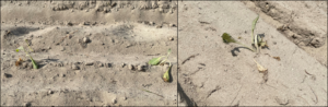 Cover photo for From the Field - Agronomy Notes: Vol. 5, Num. 5