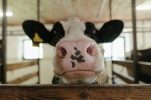 Image of the face of a black and white cow close to the camera
