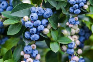 Cover photo for Care Guide: Berries and Bare Root Vegetables