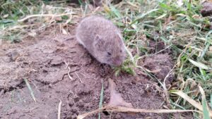 Cover photo for Pest Alert - Voles