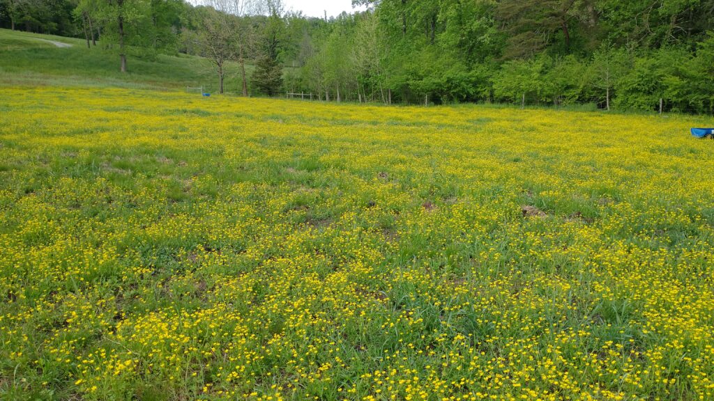 oregon buttercup weed herbicides
