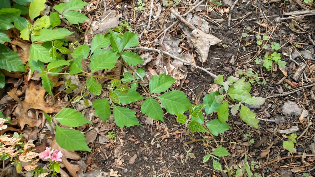Poison Ivy, Buttercup, and Mosquito Q&A N.C. Cooperative Extension