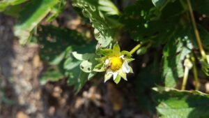 Crab spider (Family Thomisidae) feeds on a tarnished plant bug (Lygus lineolaris)