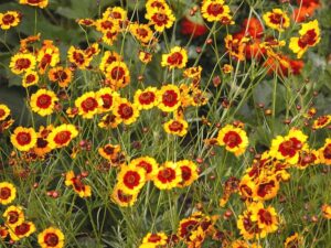 Tickseed or Coreopsis tinctoria