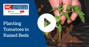 Planting Tomatoes in Raised Beds