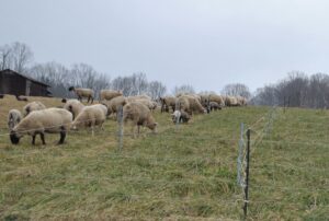 Cover photo for Friday Spotlight: Brasfield Club Lambs and Dorsets