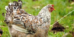 Cover photo for Caswell County Poultry and Poultry Equipment Swap