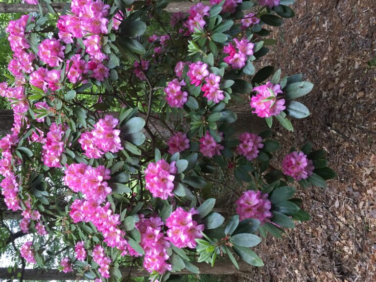 Native Plants for Western NC N.C. Cooperative Extension