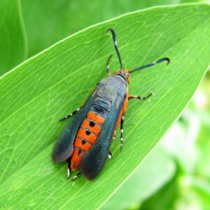 squash vine borer moth on leaf